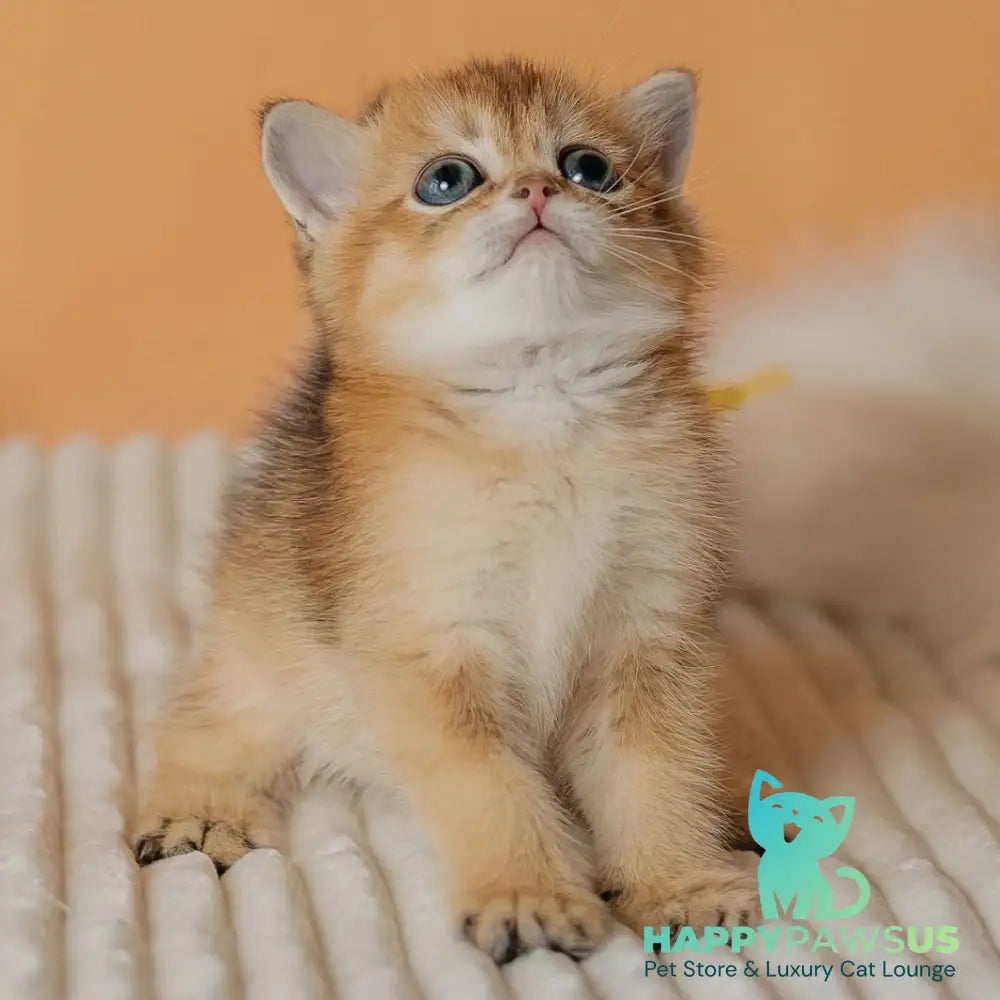 Happy Scottish Straight male black golden ticked tabby - live animals