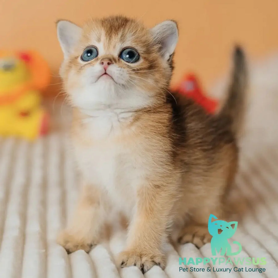 Happy Scottish Straight male black golden ticked tabby - live animals