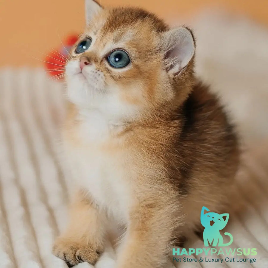 Happy Scottish Straight male black golden ticked tabby - live animals
