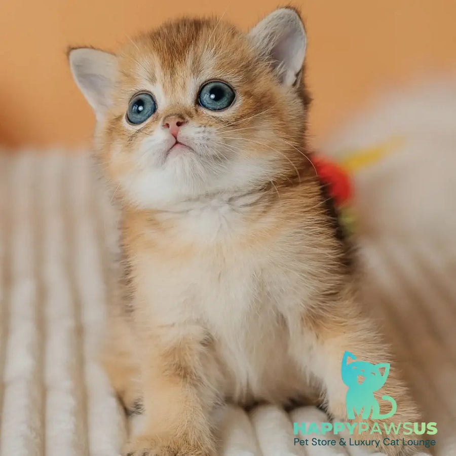 Happy Scottish Straight male black golden ticked tabby - live animals