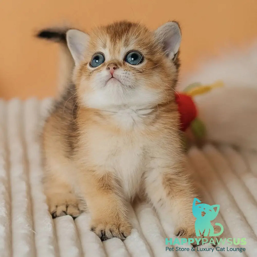 Happy Scottish Straight male black golden ticked tabby - live animals