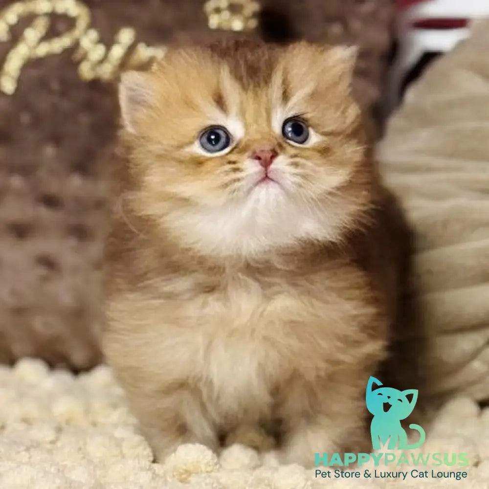 Happy Scottish Straight male chocolate ticked tabby - live animals