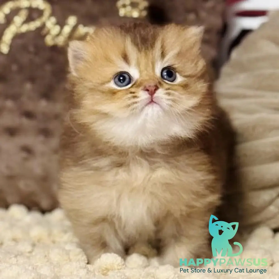 Happy Scottish Straight male chocolate ticked tabby - live animals