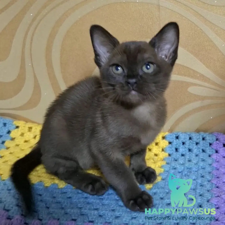 Hardi Burmese male black - live animals