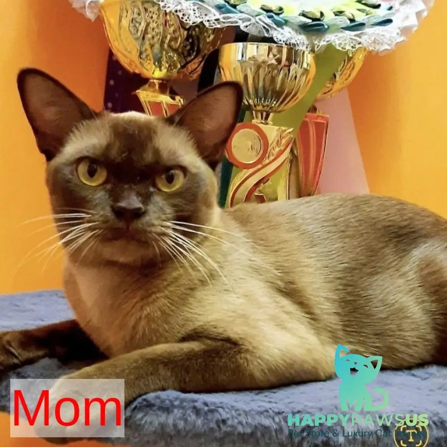 Hardi Burmese male black - live animals