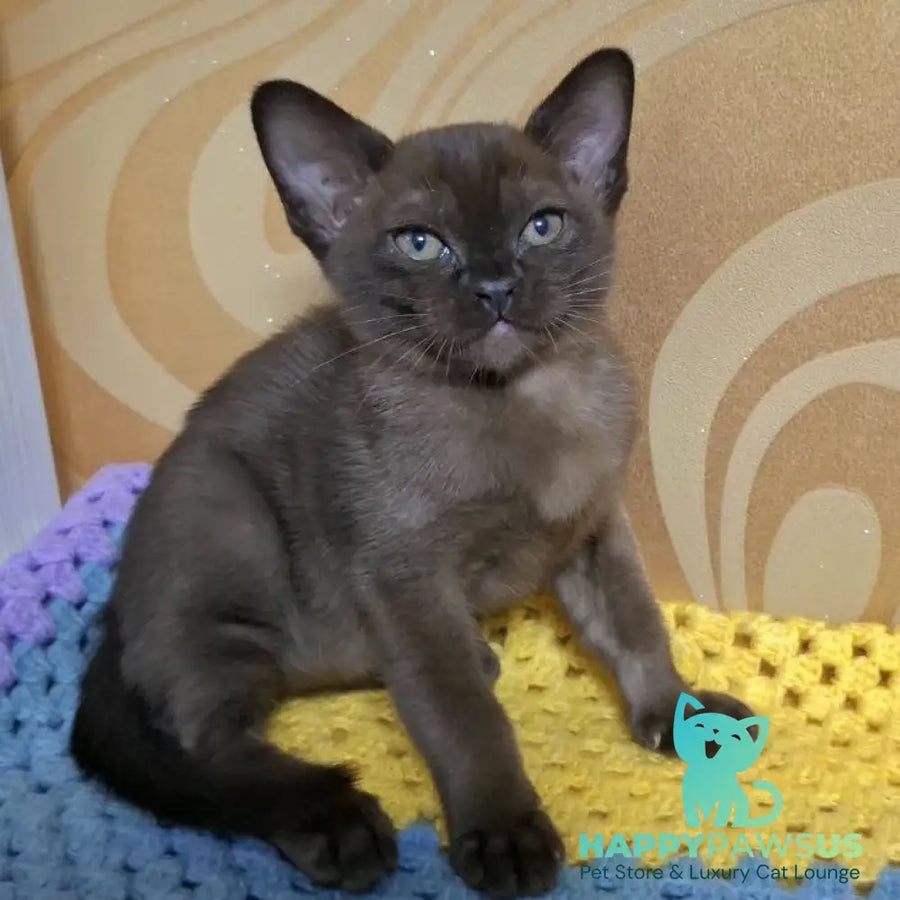 Hardi Burmese male black - live animals