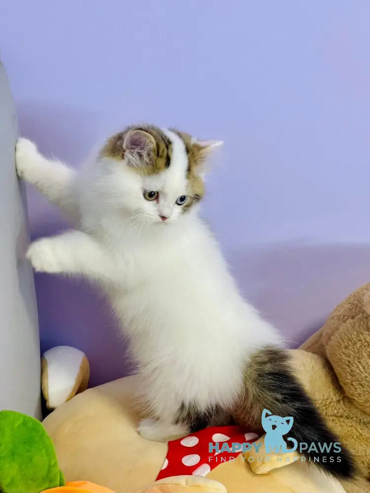 Hardi Scottish Straight male black tabby harlequin live animals
