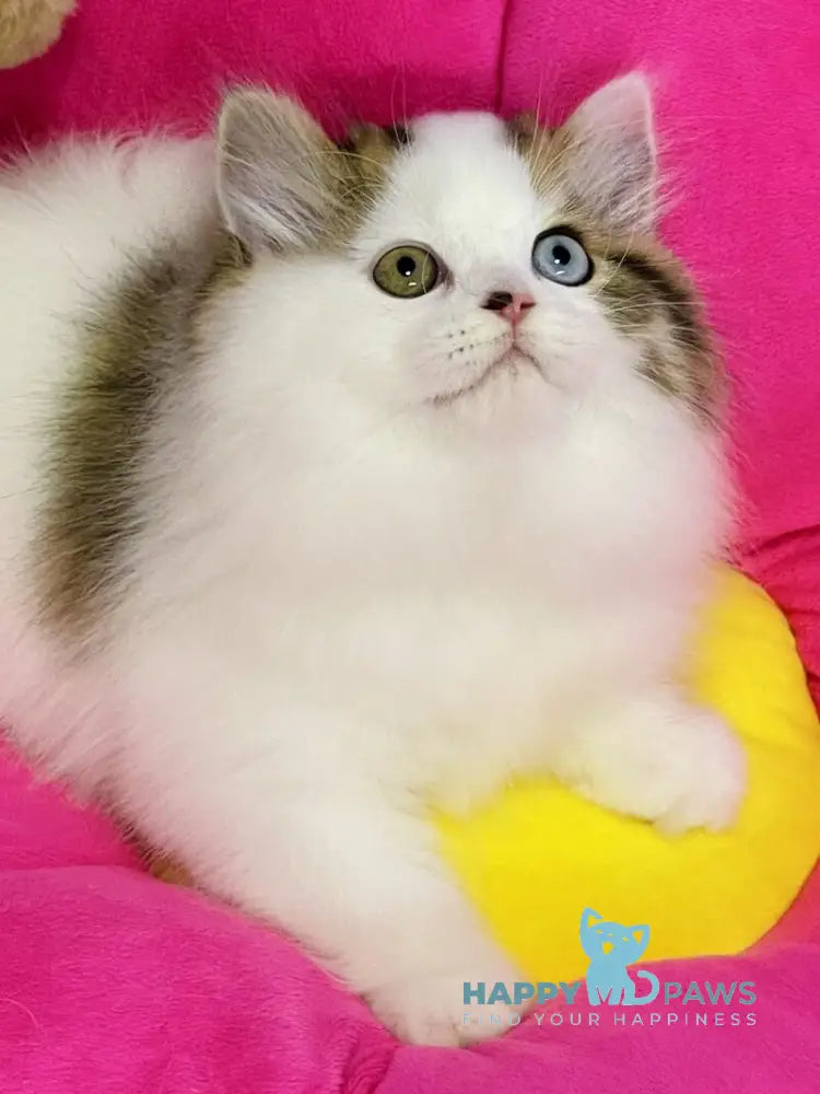 Hardi Scottish Straight male black tabby harlequin live animals