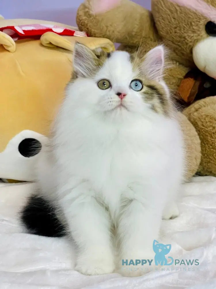 Hardi Scottish Straight male black tabby harlequin live animals