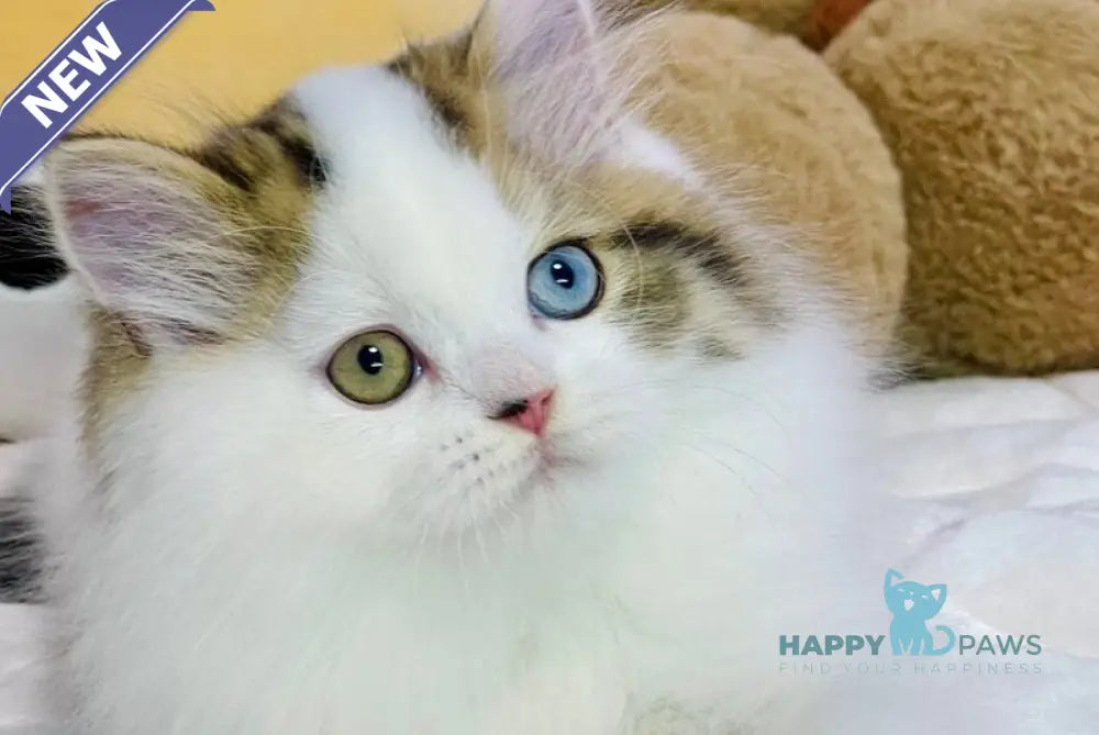 Hardi Scottish Straight male black tabby harlequin live animals