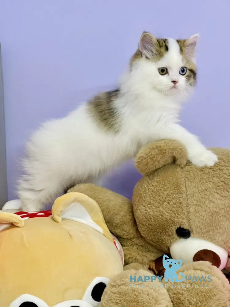 Hardi Scottish Straight male black tabby harlequin live animals