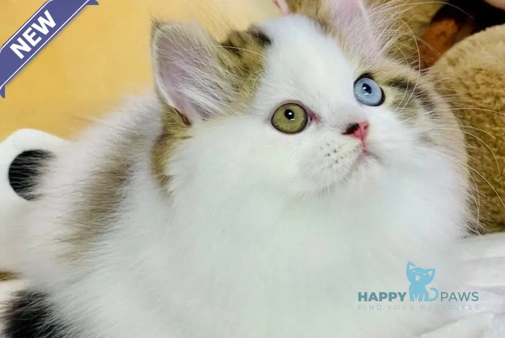Hardi Scottish Straight male black tabby harlequin live animals
