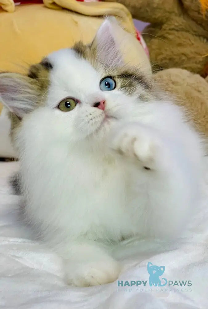 Hardi Scottish Straight male black tabby harlequin live animals