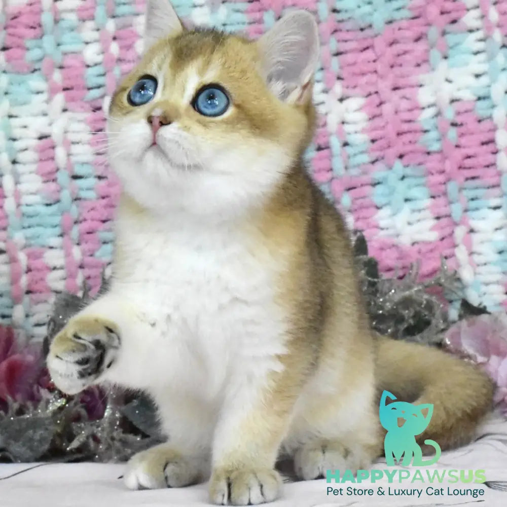Hardy British Shorthair male black golden shaded - live animals