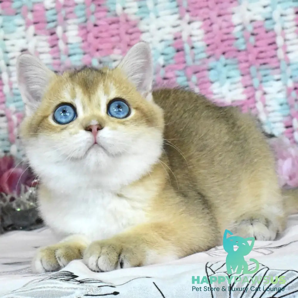 Hardy British Shorthair male black golden shaded - live animals