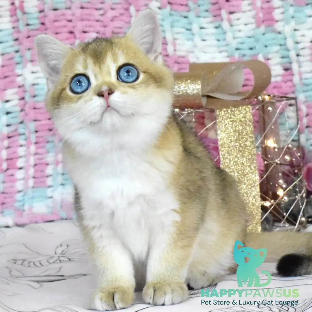 Hardy British Shorthair male black golden shaded - live animals