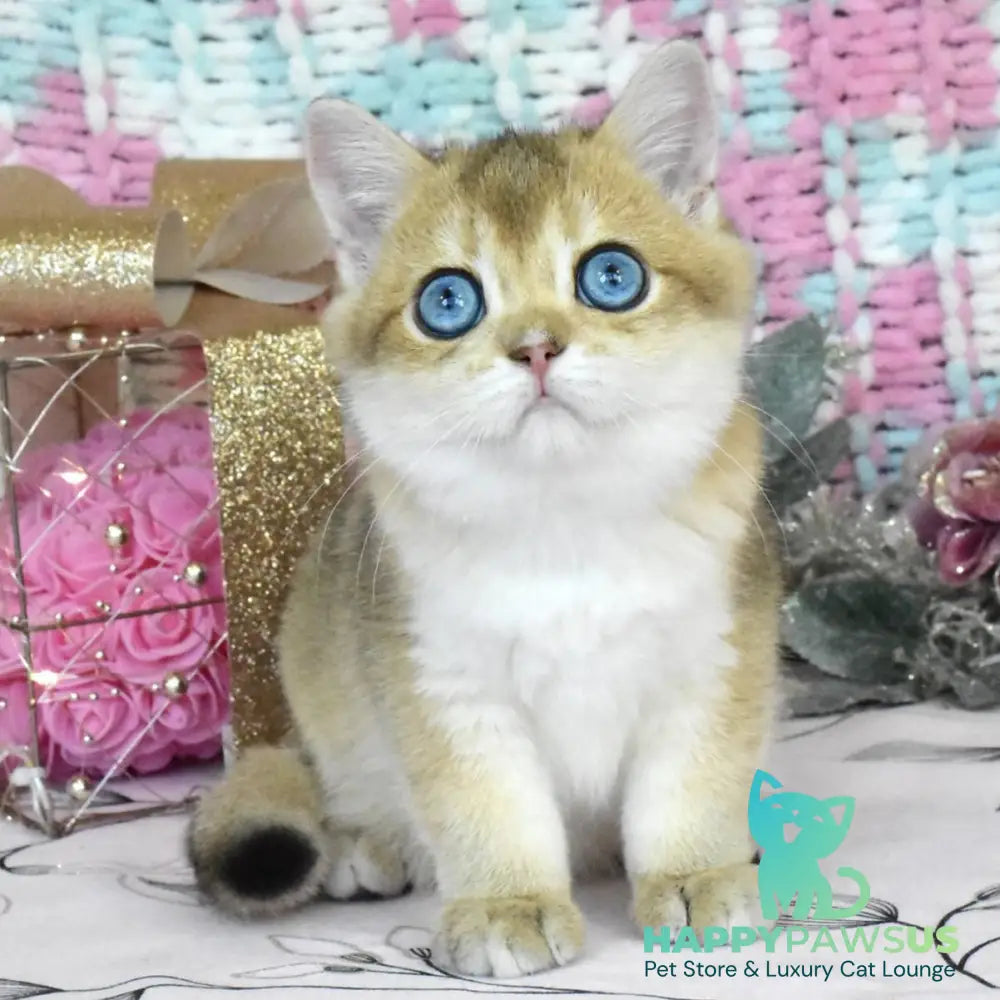Hardy British Shorthair male black golden shaded - live animals