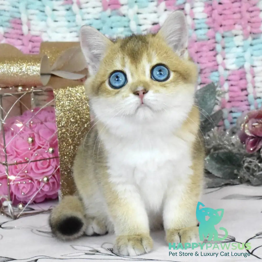 Hardy British Shorthair male black golden shaded - live animals