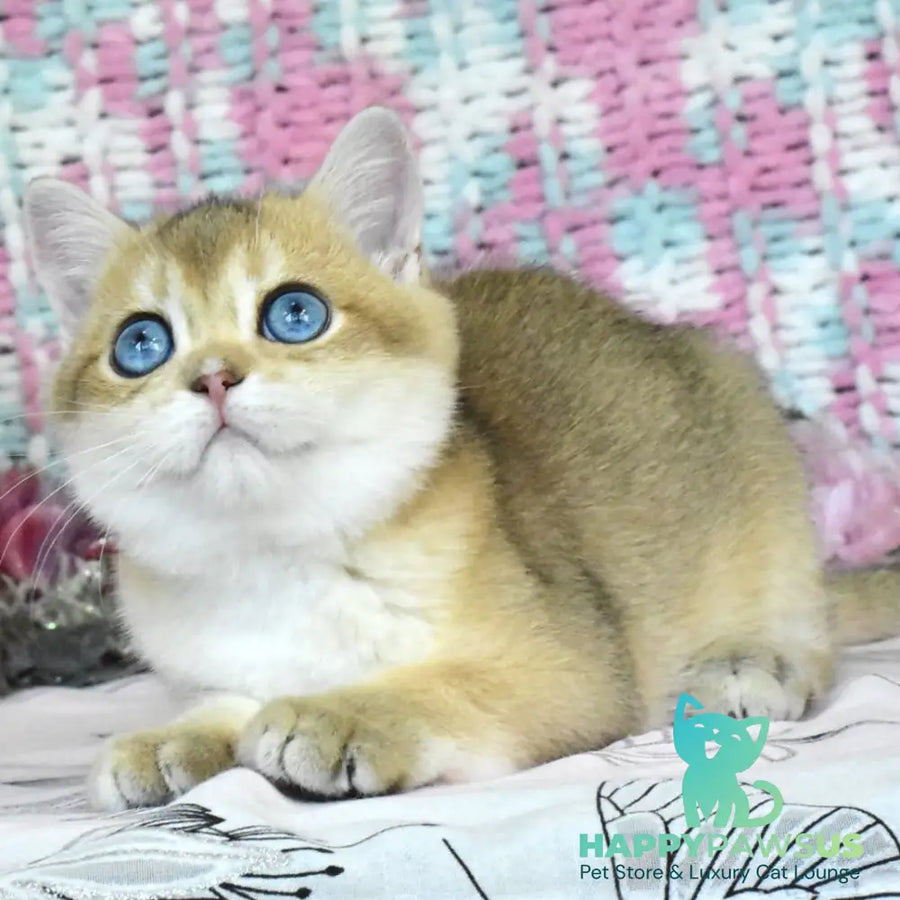 Hardy British Shorthair male black golden shaded - live animals