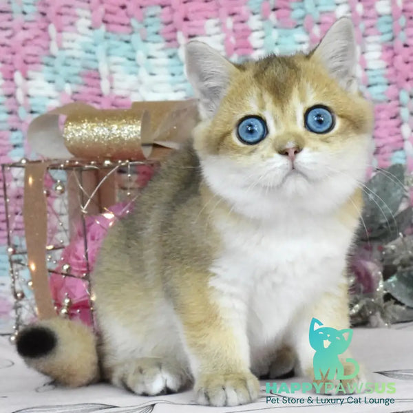 Hardy British Shorthair male black golden shaded - live animals