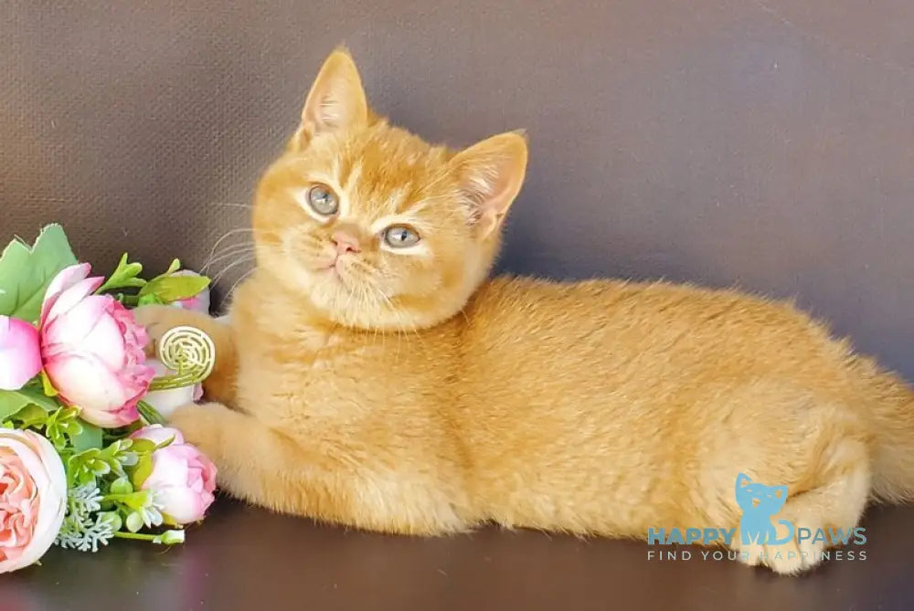 Hardy British Shorthair male red live animals