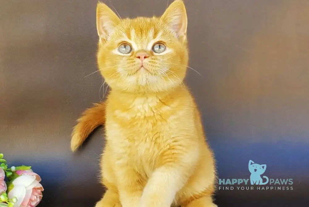 Hardy British Shorthair male red live animals