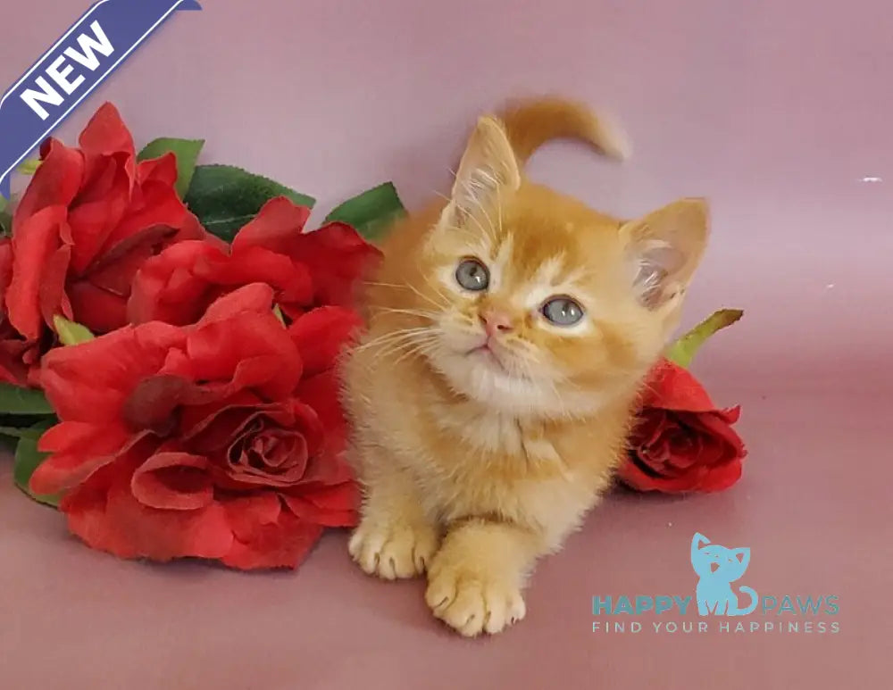 Hardy British Shorthair male red live animals