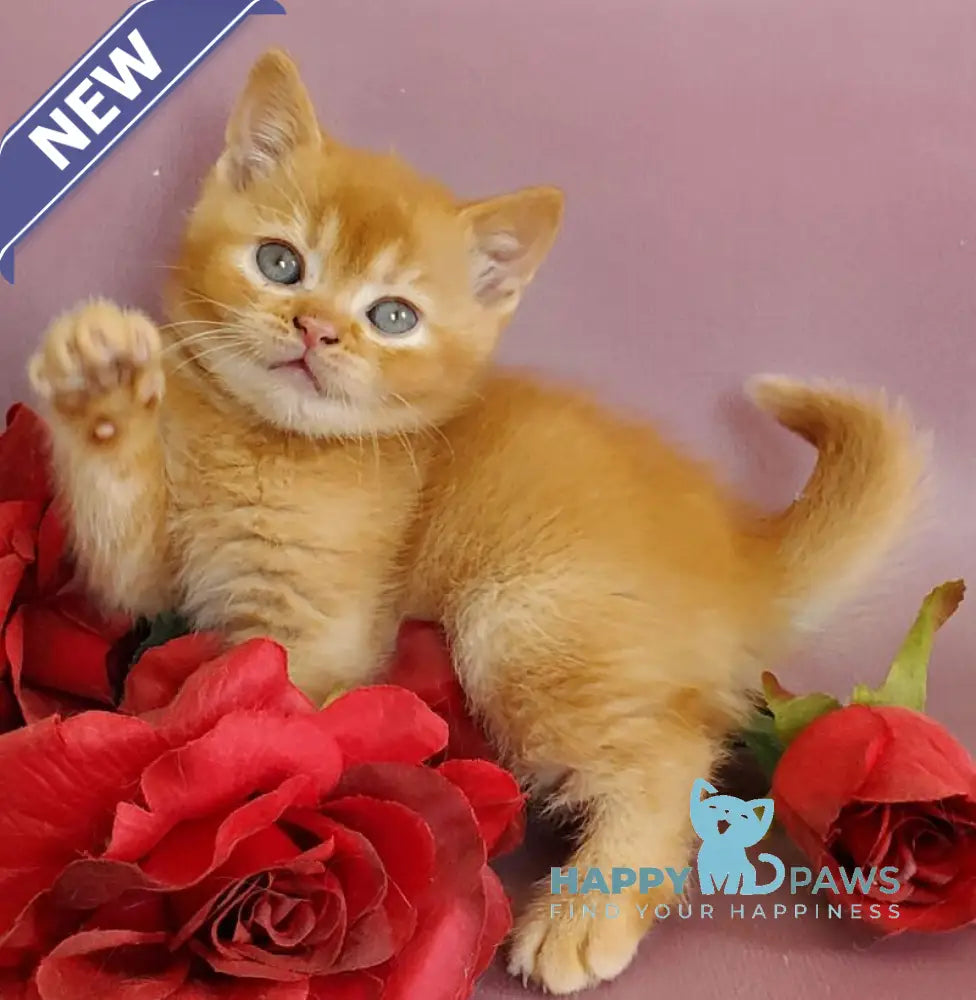 Hardy British Shorthair male red live animals