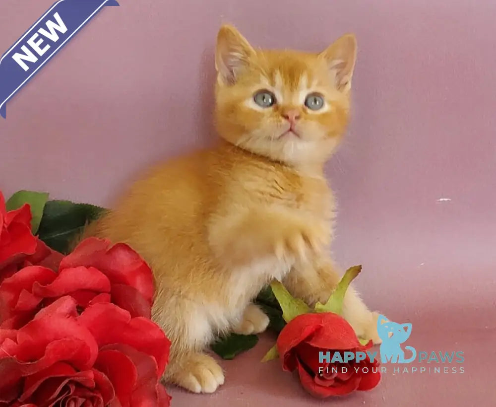 Hardy British Shorthair male red live animals