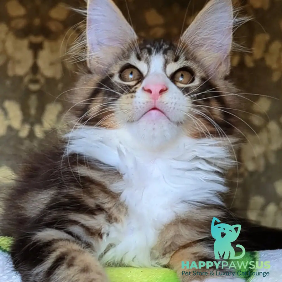 Haridvari Maine Coon female black tabby with white - live animals