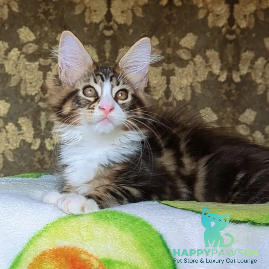 Haridvari Maine Coon female black tabby with white - live animals
