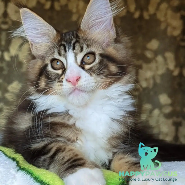 Haridvari Maine Coon female black tabby with white - live animals
