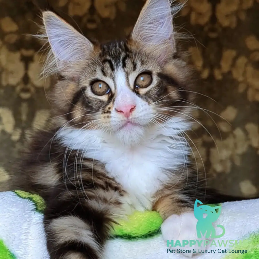 Haridvari Maine Coon female black tabby with white - live animals