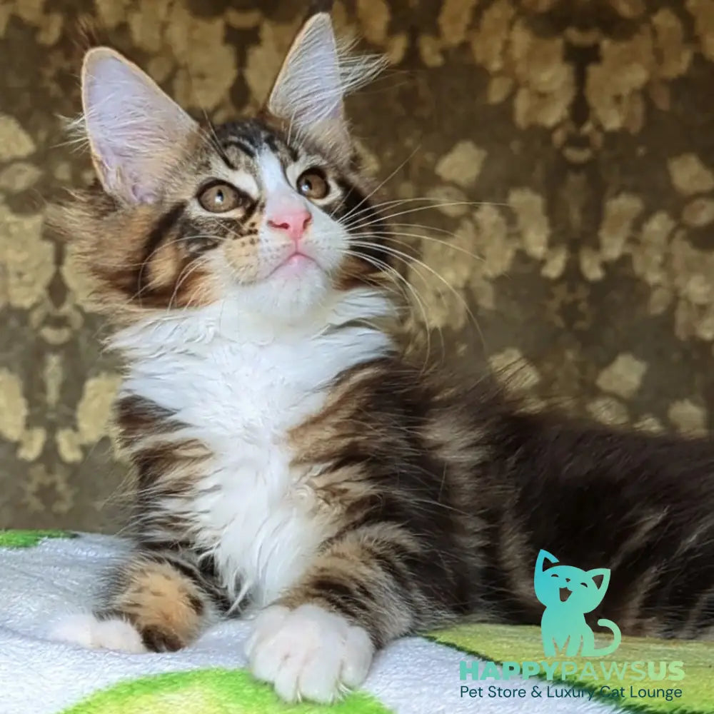 Haridvari Maine Coon female black tabby with white - live animals
