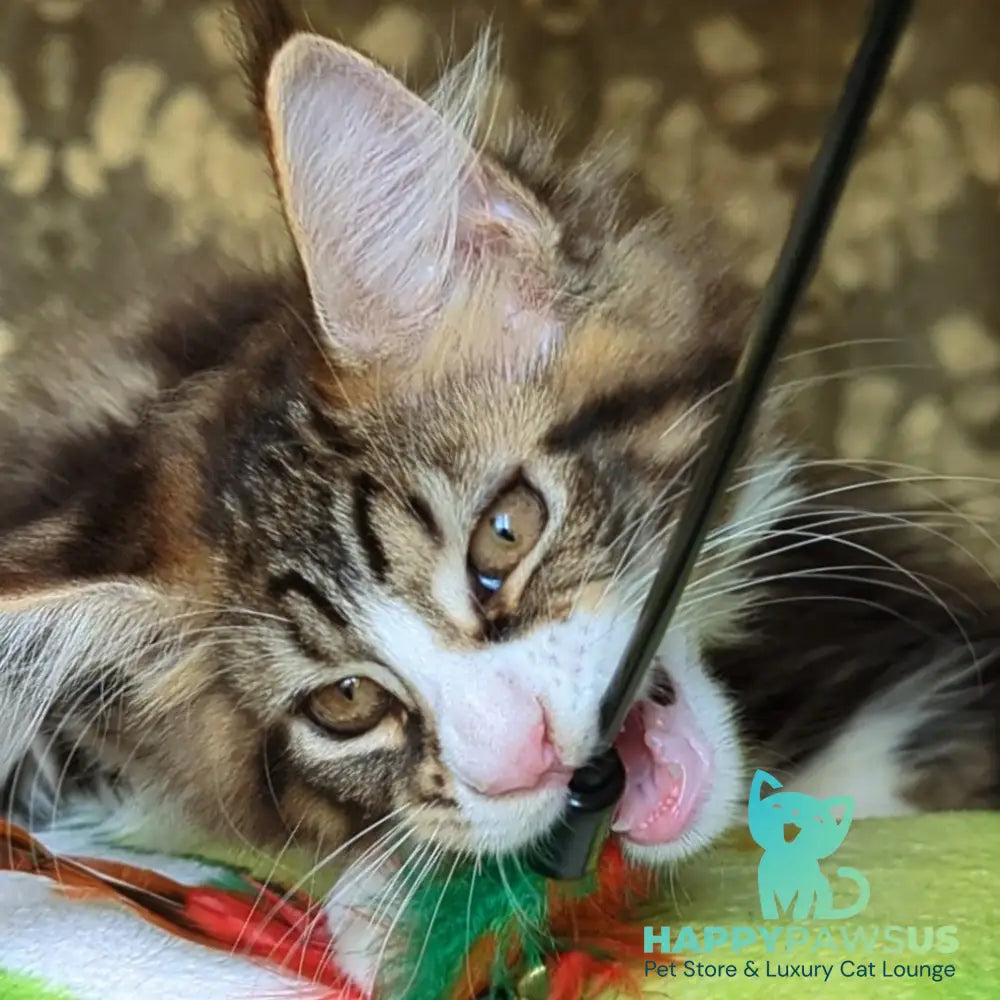 Haridvari Maine Coon female black tabby with white - live animals