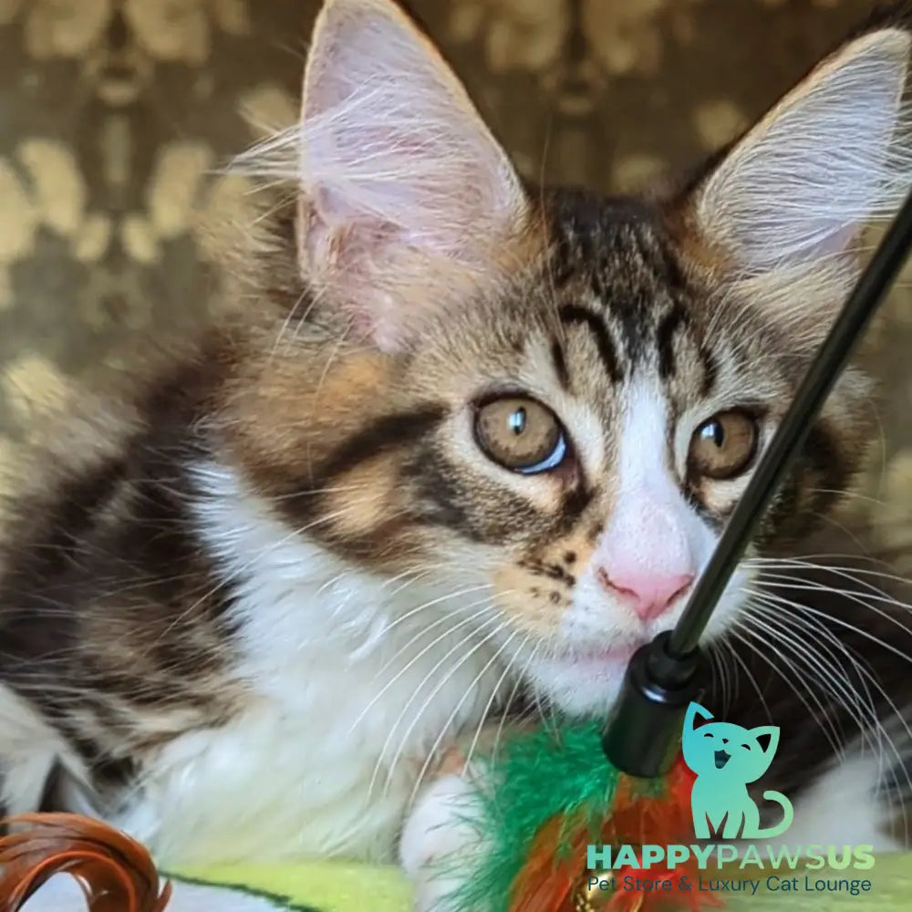 Haridvari Maine Coon female black tabby with white - live animals