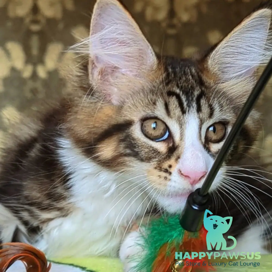 Haridvari Maine Coon female black tabby with white - live animals