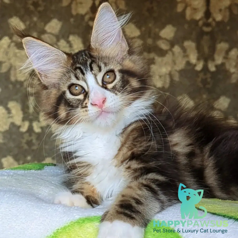 Haridvari Maine Coon female black tabby with white - live animals