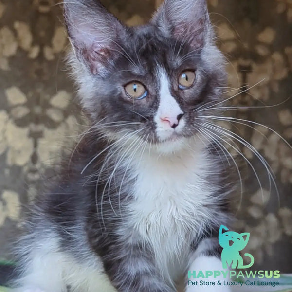 Harisha Maine Coon male black silver bicolour - live animals