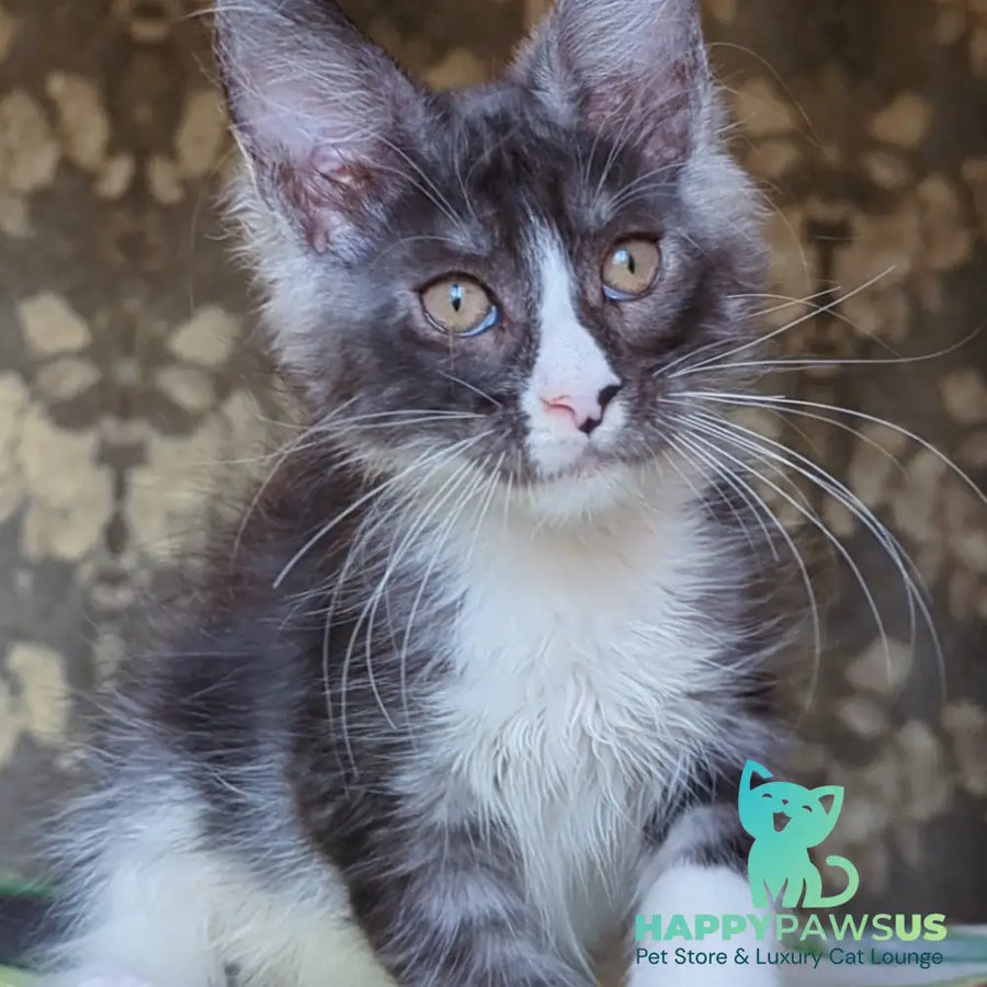 Harisha Maine Coon male black silver bicolour - live animals