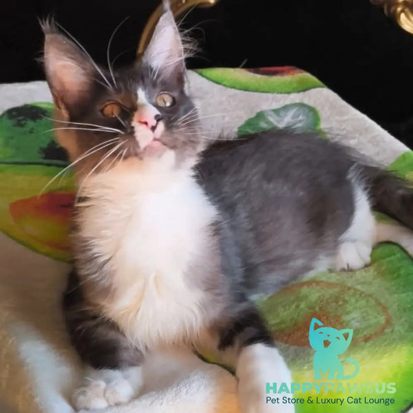 Harisha Maine Coon male black silver bicolour - live animals