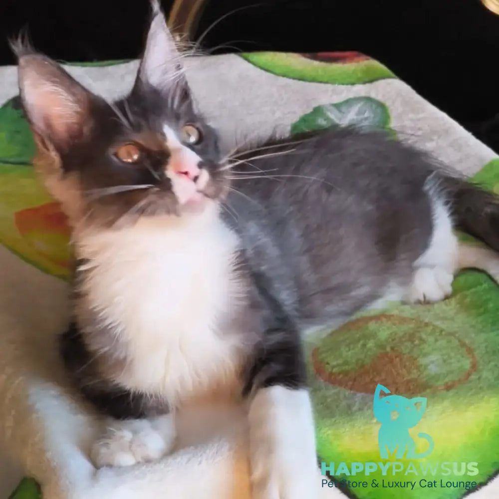 Harisha Maine Coon male black silver bicolour - live animals