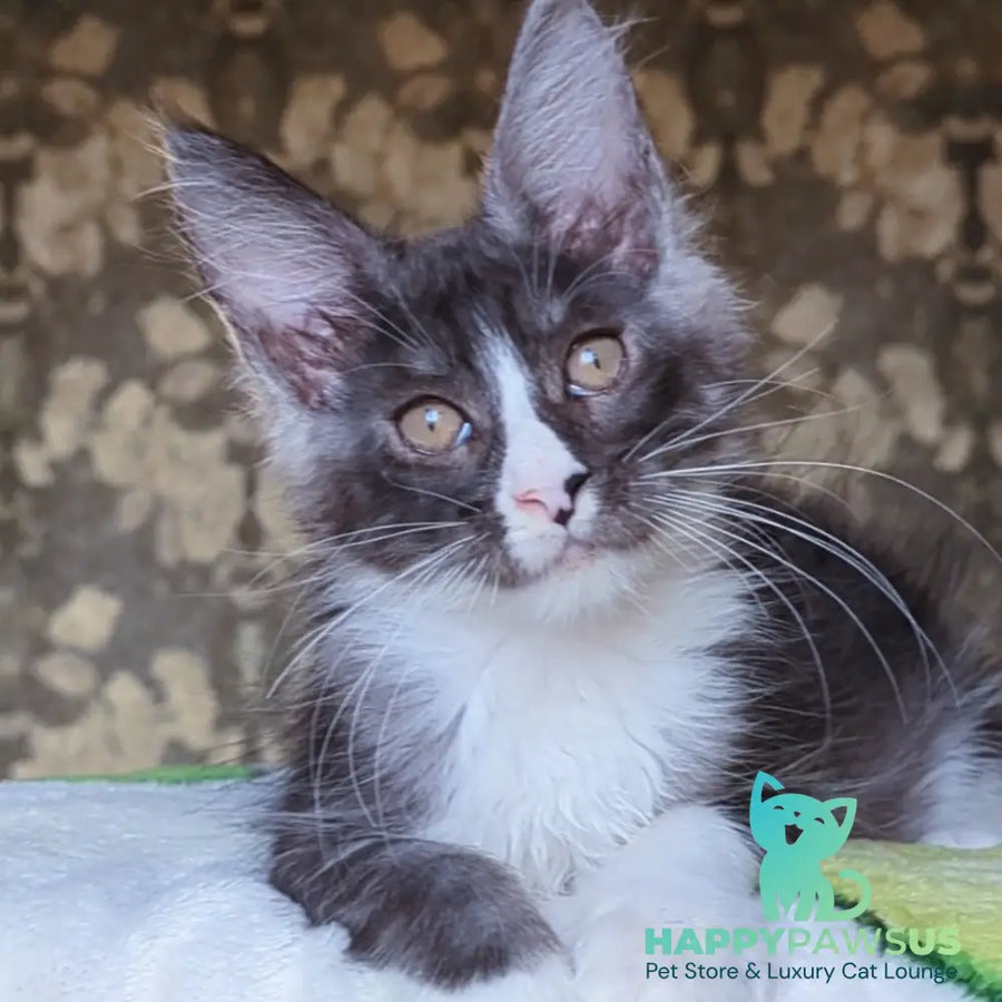 Harisha Maine Coon male black silver bicolour - live animals