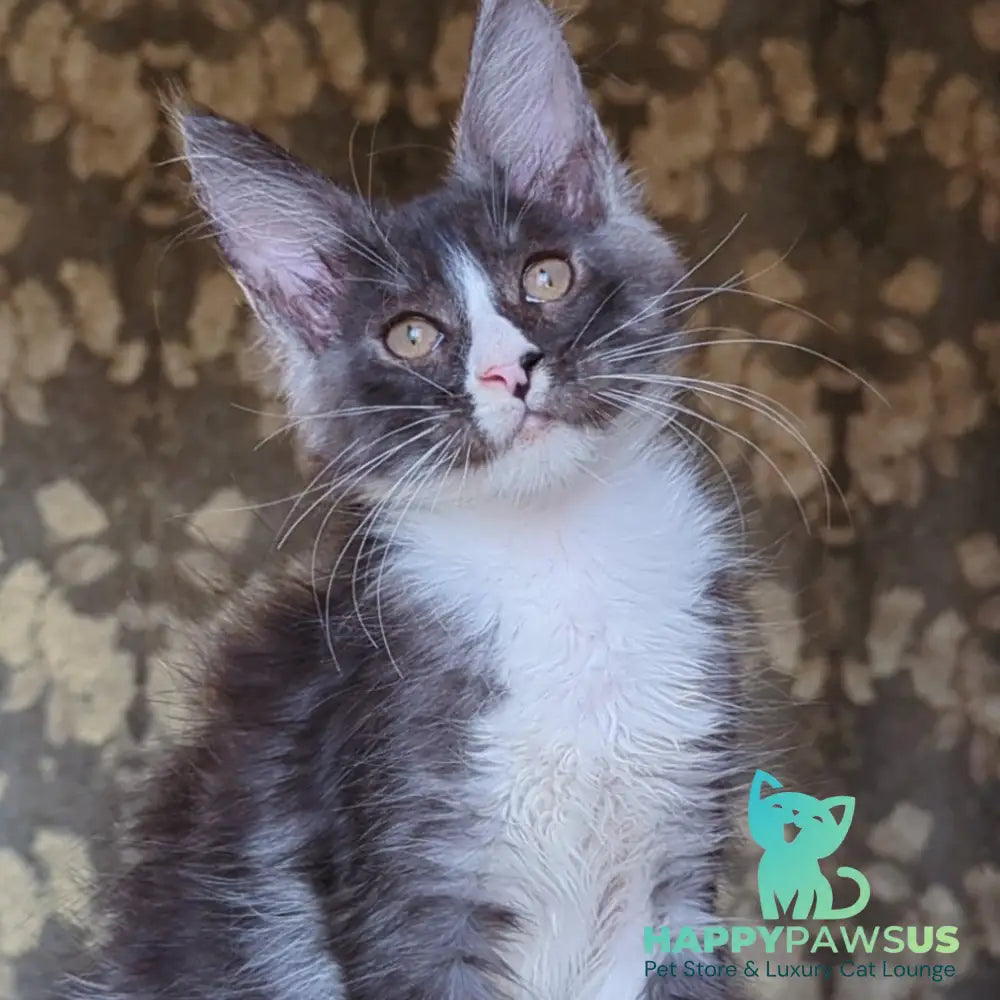 Harisha Maine Coon male black silver bicolour - live animals