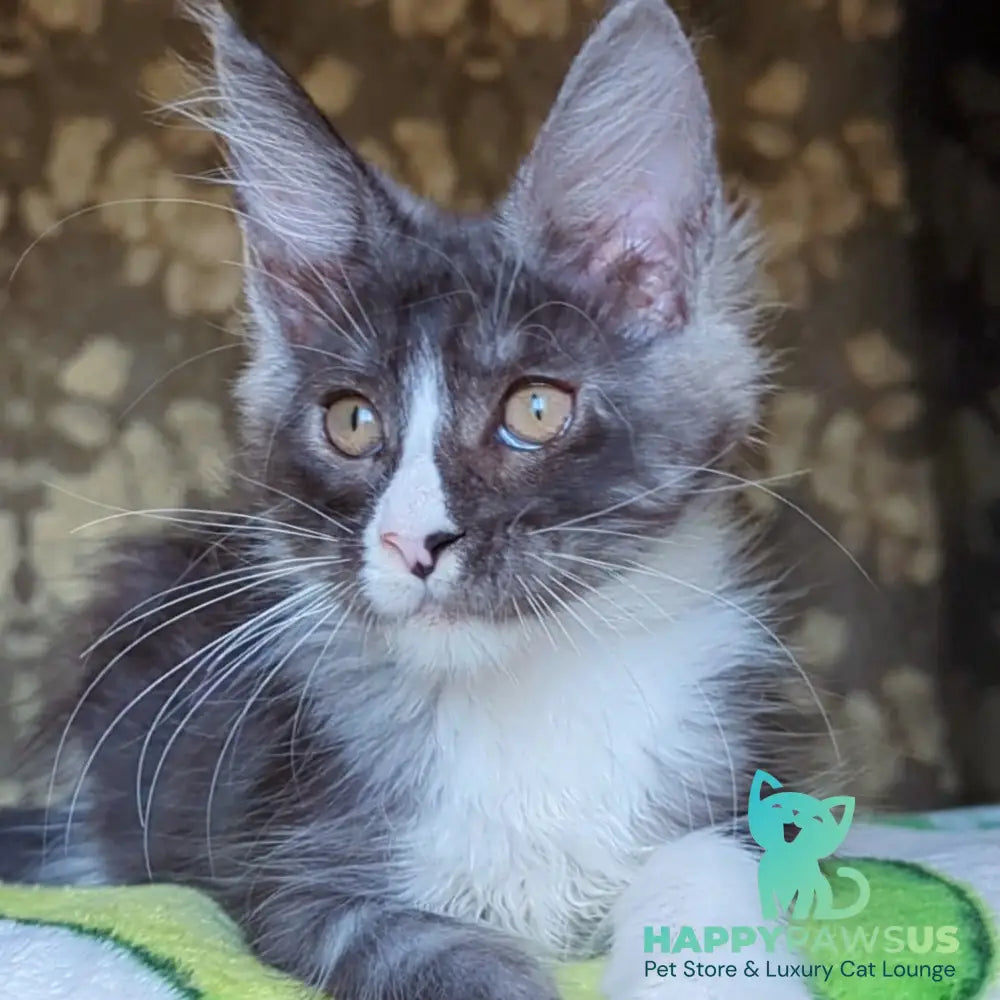 Harisha Maine Coon male black silver bicolour - live animals