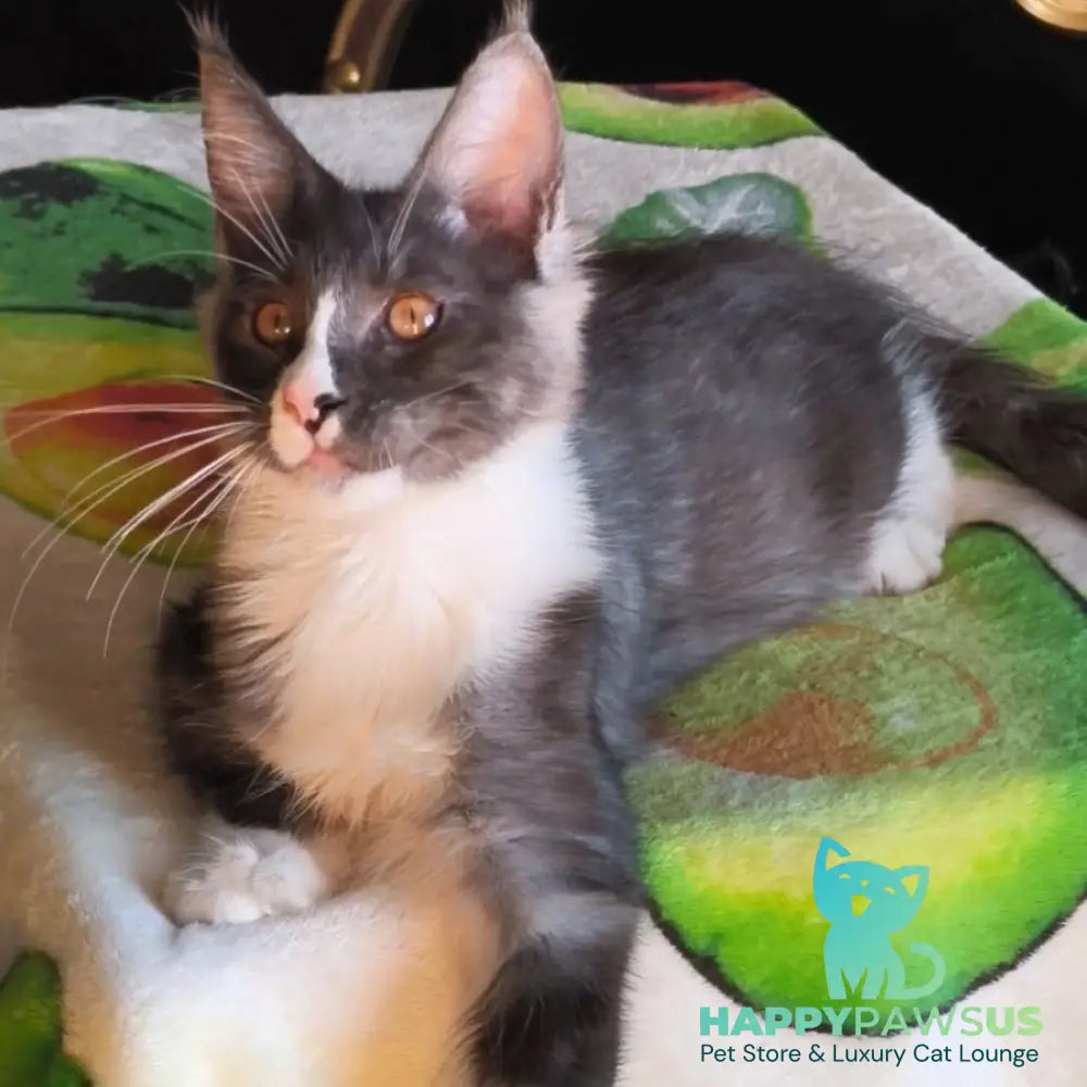 Harisha Maine Coon male black silver bicolour - live animals