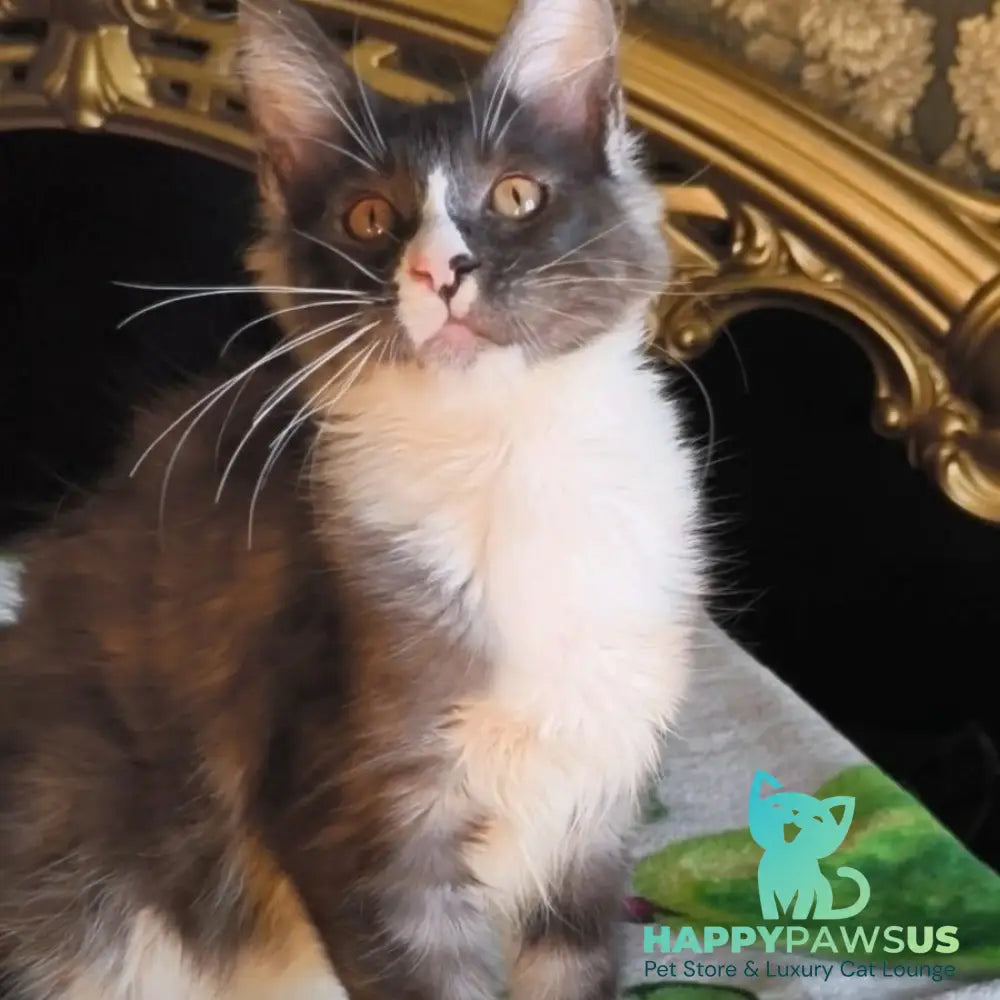 Harisha Maine Coon male black silver bicolour - live animals