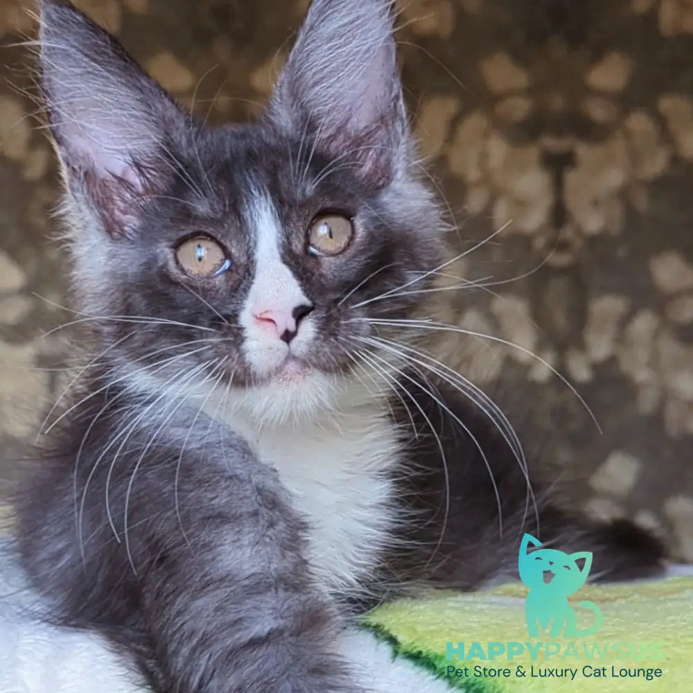 Harisha Maine Coon male black silver bicolour - live animals