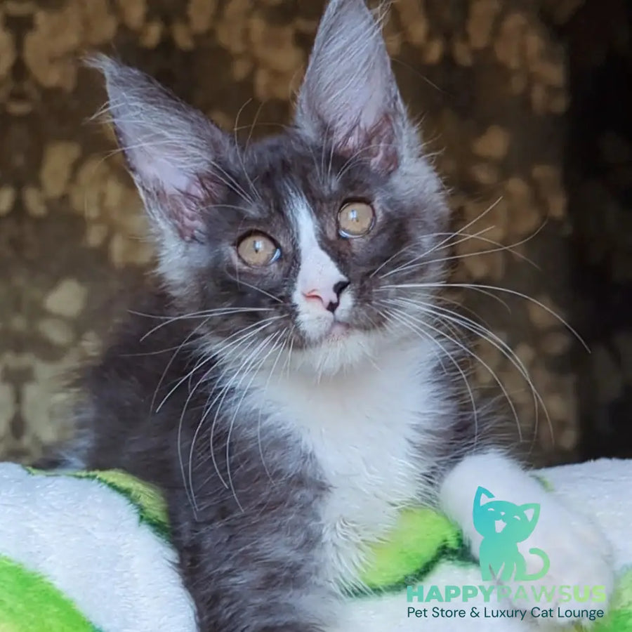 Harisha Maine Coon male black silver bicolour - live animals