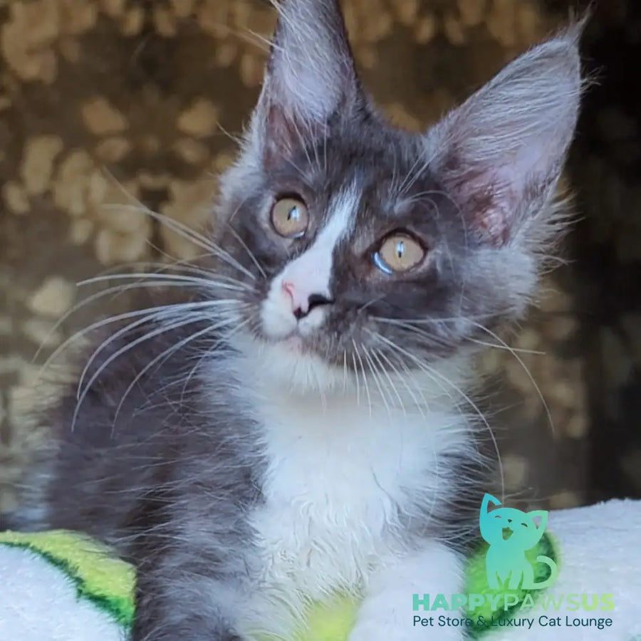 Harisha Maine Coon male black silver bicolour - live animals